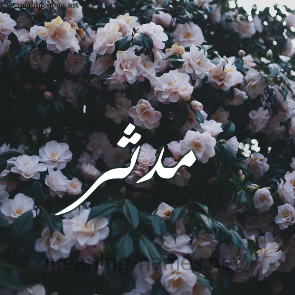 شكل 11 صوره ورود فل وياسمين للإسم بخط رقعة صورة اسم مُدَّثِر MODATHER شكل 11 صوره ورود فل وياسمين للإسم بخط رقعة صورة اسم مُدَّثِر MODATHER