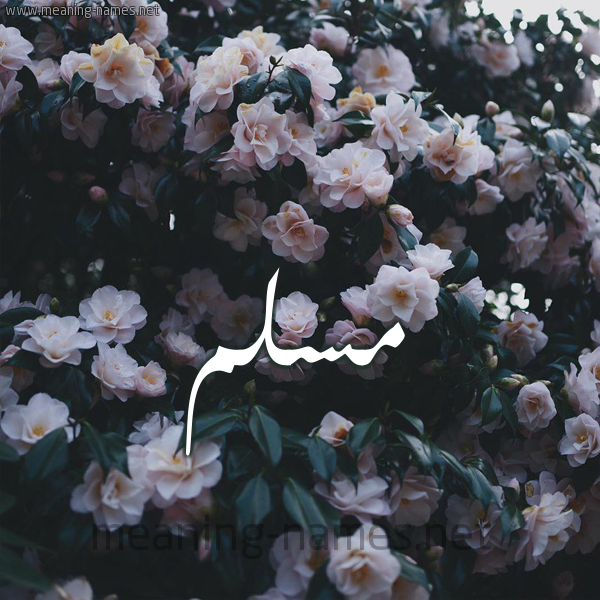 شكل 11 صوره ورود فل وياسمين للإسم بخط رقعة صورة اسم مُسَلَّم MOSALAM شكل 11 صوره ورود فل وياسمين للإسم بخط رقعة صورة اسم مُسَلَّم MOSALAM