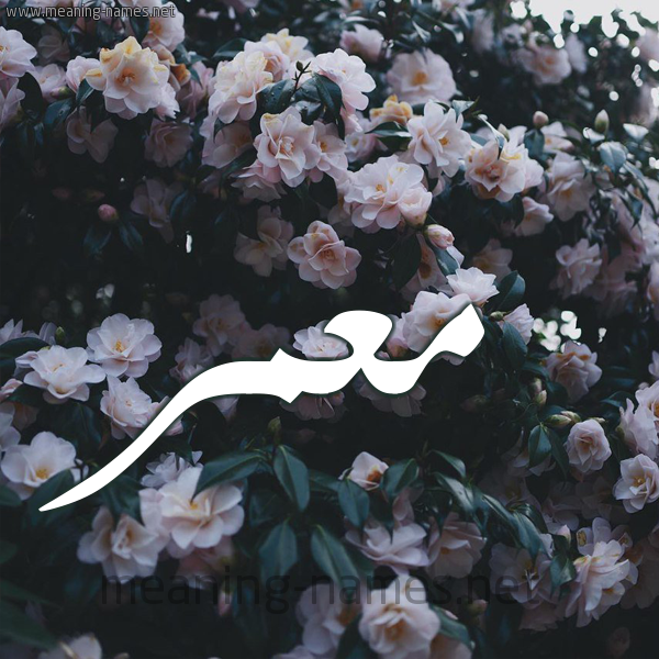 شكل 11 صوره ورود فل وياسمين للإسم بخط رقعة صورة اسم مُعَمَّر Moamer شكل 11 صوره ورود فل وياسمين للإسم بخط رقعة صورة اسم مُعَمَّر Moamer