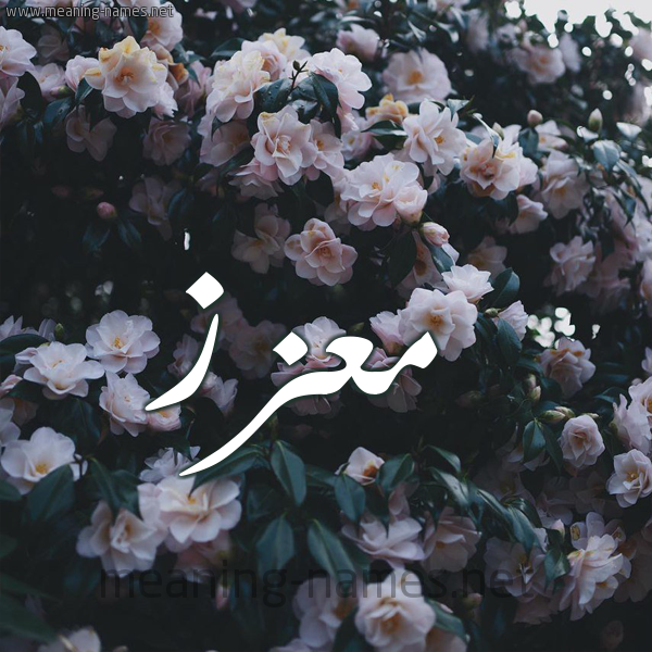 شكل 11 صوره ورود فل وياسمين للإسم بخط رقعة صورة اسم مُعّزَّز MOAZAZ شكل 11 صوره ورود فل وياسمين للإسم بخط رقعة صورة اسم مُعّزَّز MOAZAZ