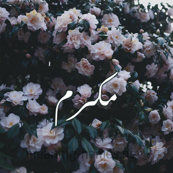 شكل 11 صوره ورود فل وياسمين للإسم بخط رقعة صورة اسم مُكَرَّم MOKARAM شكل 11 صوره ورود فل وياسمين للإسم بخط رقعة صورة اسم مُكَرَّم MOKARAM