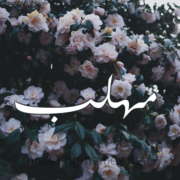 شكل 11 صوره ورود فل وياسمين للإسم بخط رقعة صورة اسم مُهَلَّب MOHALAB شكل 11 صوره ورود فل وياسمين للإسم بخط رقعة صورة اسم مُهَلَّب MOHALAB