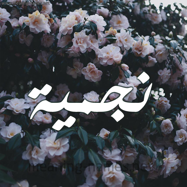 شكل 11 صوره ورود فل وياسمين للإسم بخط رقعة صورة اسم نجميَّة NGMIAH شكل 11 صوره ورود فل وياسمين للإسم بخط رقعة صورة اسم نجميَّة NGMIAH