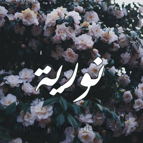 شكل 11 صوره ورود فل وياسمين للإسم بخط رقعة صورة اسم نوريَّة NORIAH شكل 11 صوره ورود فل وياسمين للإسم بخط رقعة صورة اسم نوريَّة NORIAH