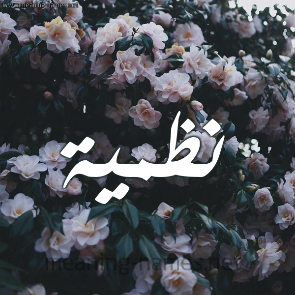 شكل 11 صوره ورود فل وياسمين للإسم بخط رقعة صورة اسم نَظميَّة NAZMIAH شكل 11 صوره ورود فل وياسمين للإسم بخط رقعة صورة اسم نَظميَّة NAZMIAH