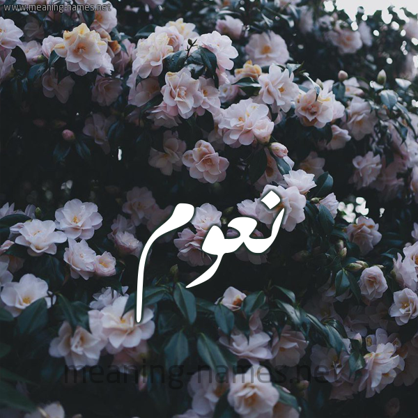 شكل 11 صوره ورود فل وياسمين للإسم بخط رقعة صورة اسم نَعُّوم NAAOOM شكل 11 صوره ورود فل وياسمين للإسم بخط رقعة صورة اسم نَعُّوم NAAOOM