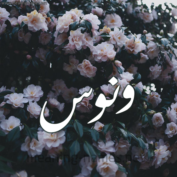 شكل 11 صوره ورود فل وياسمين للإسم بخط رقعة صورة اسم وَنُّوس Oanoos شكل 11 صوره ورود فل وياسمين للإسم بخط رقعة صورة اسم وَنُّوس Oanoos