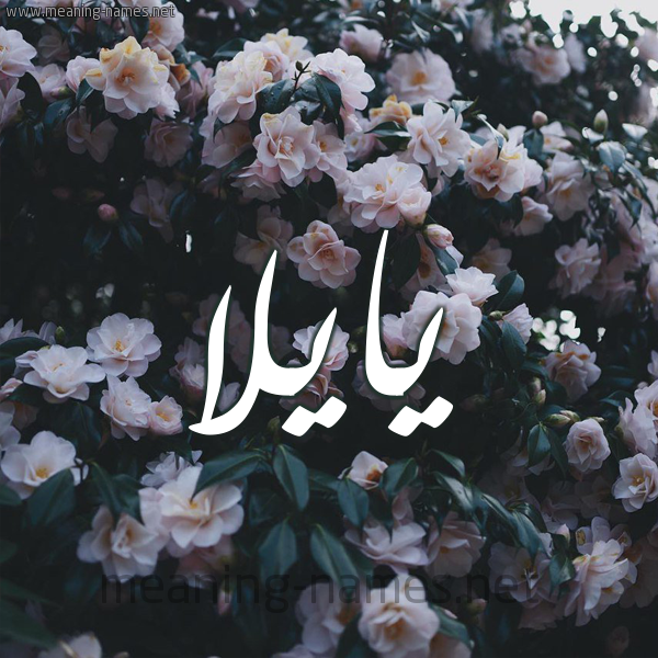 شكل 11 صوره ورود فل وياسمين للإسم بخط رقعة صورة اسم يايلا Aila