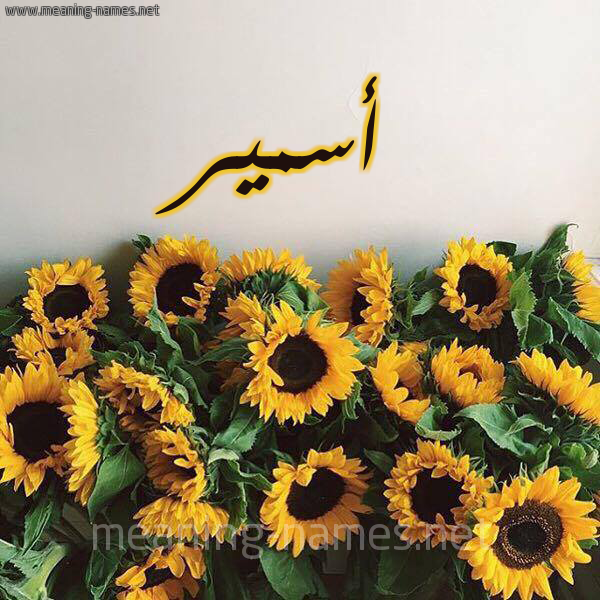 صورة اسم أسمير Asmar شكل 17 صوره دوار الشمس للإسم بخط رقعة