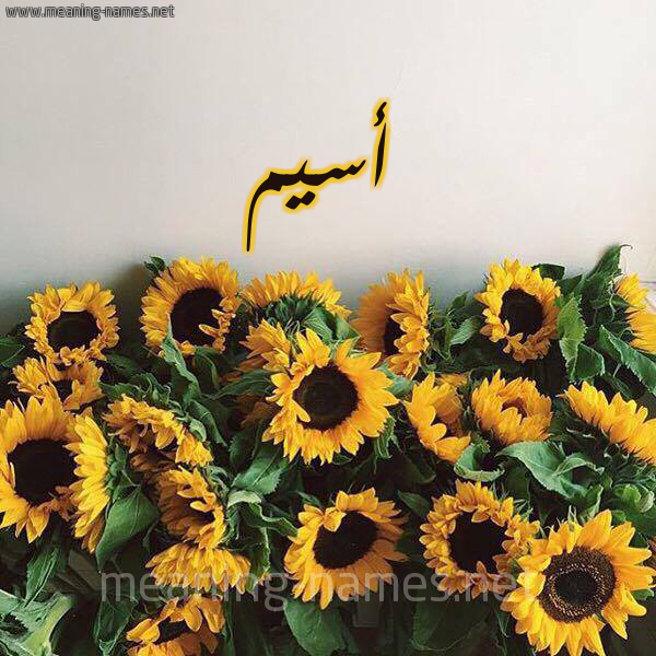 صورة اسم أسيم aseem شكل 17 صوره دوار الشمس للإسم بخط رقعة