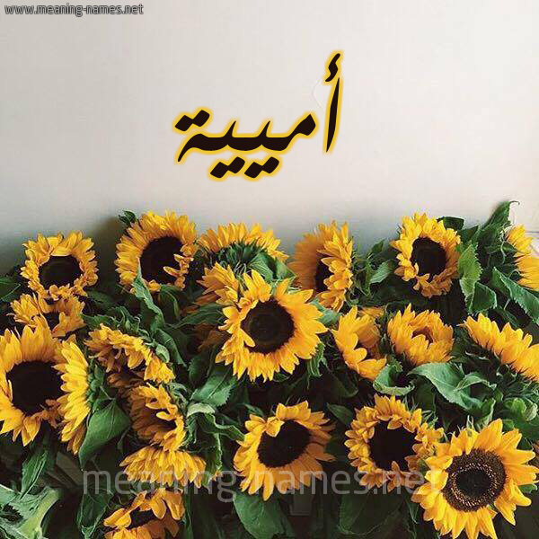 صورة اسم أميية Umayyah شكل 17 صوره دوار الشمس للإسم بخط رقعة