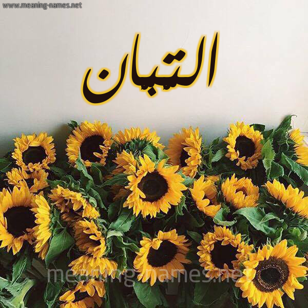 صورة اسم التَّبَّان ALTABAAN شكل 17 صوره دوار الشمس للإسم بخط رقعة صورة اسم التَّبَّان ALTABAAN شكل 17 صوره دوار الشمس للإسم بخط رقعة