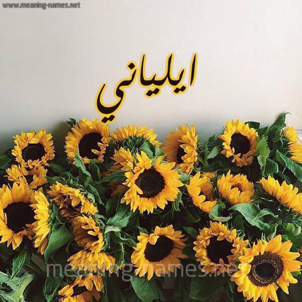 صورة اسم ايلياني Elanie شكل 17 صوره دوار الشمس للإسم بخط رقعة