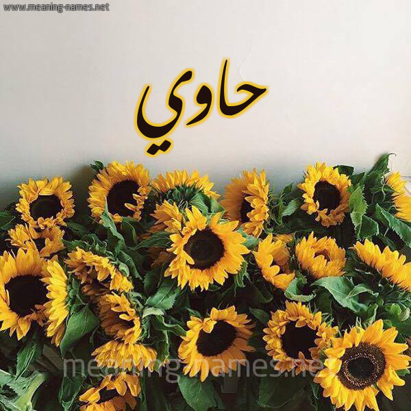 صورة اسم حاوي Hawi شكل 17 صوره دوار الشمس للإسم بخط رقعة