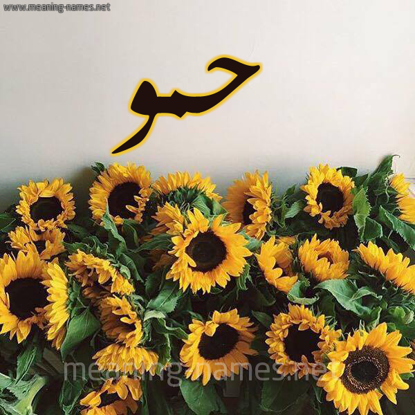 صورة اسم حمو Hammou شكل 17 صوره دوار الشمس للإسم بخط رقعة
