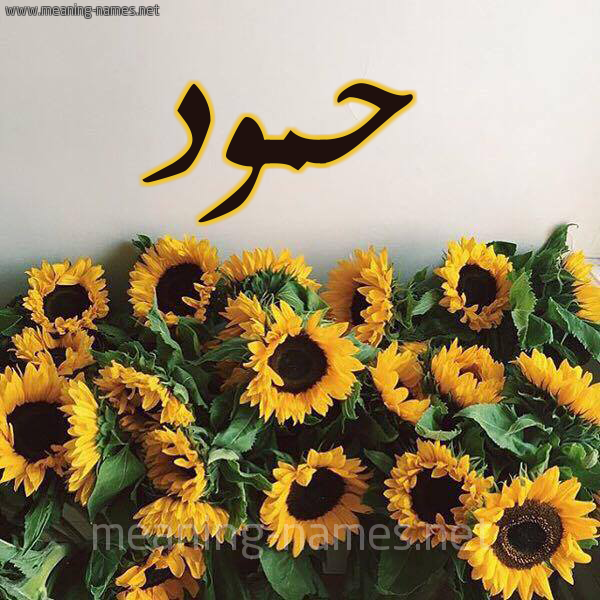 صورة اسم حمود Hamoud شكل 17 صوره دوار الشمس للإسم بخط رقعة