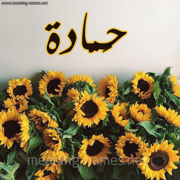 صورة اسم حَمَّادة HAMAADH شكل 17 صوره دوار الشمس للإسم بخط رقعة صورة اسم حَمَّادة HAMAADH شكل 17 صوره دوار الشمس للإسم بخط رقعة