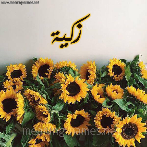صورة اسم زكية Zakia شكل 17 صوره دوار الشمس للإسم بخط رقعة
