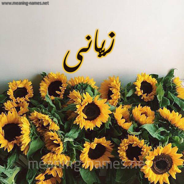 شكل 17 صوره دوار الشمس للإسم بخط رقعة صورة اسم زيَّانى ziani شكل 17 صوره دوار الشمس للإسم بخط رقعة صورة اسم زيَّانى ziani