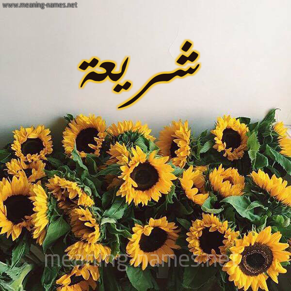 صورة اسم شريعة shariaa شكل 17 صوره دوار الشمس للإسم بخط رقعة