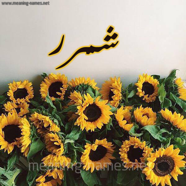 صورة اسم شمَّرر Shammar شكل 17 صوره دوار الشمس للإسم بخط رقعة صورة اسم شمَّرر Shammar شكل 17 صوره دوار الشمس للإسم بخط رقعة