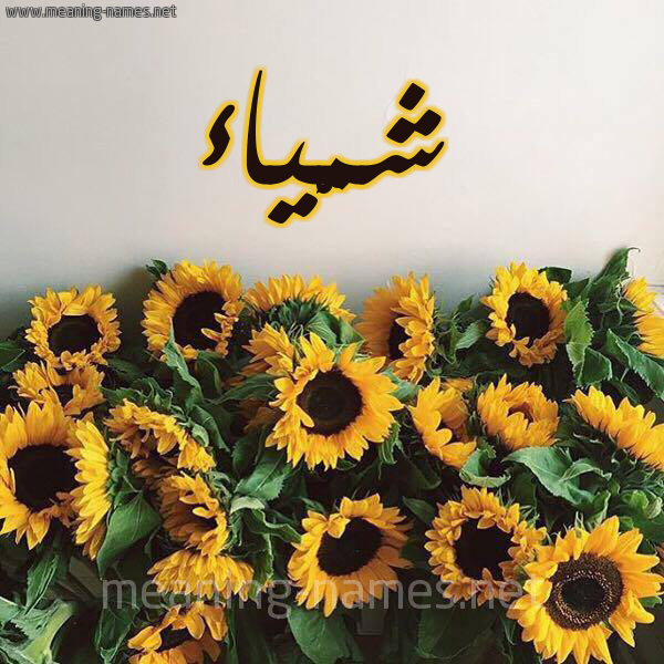 شكل 17 صوره دوار الشمس للإسم بخط رقعة صورة اسم شمَّياء Shamma شكل 17 صوره دوار الشمس للإسم بخط رقعة صورة اسم شمَّياء Shamma