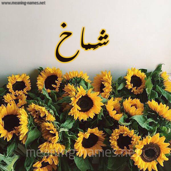 صورة اسم شَمَّاخ SHAMAAKH شكل 17 صوره دوار الشمس للإسم بخط رقعة صورة اسم شَمَّاخ SHAMAAKH شكل 17 صوره دوار الشمس للإسم بخط رقعة