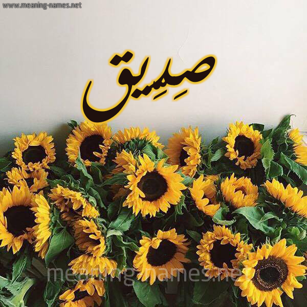 صورة اسم صِدِّيق Sedeiq شكل 17 صوره دوار الشمس للإسم بخط رقعة صورة اسم صِدِّيق Sedeiq شكل 17 صوره دوار الشمس للإسم بخط رقعة