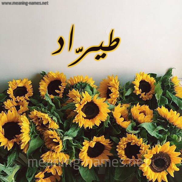 صورة اسم طيرَّاد Tarrad شكل 17 صوره دوار الشمس للإسم بخط رقعة صورة اسم طيرَّاد Tarrad شكل 17 صوره دوار الشمس للإسم بخط رقعة