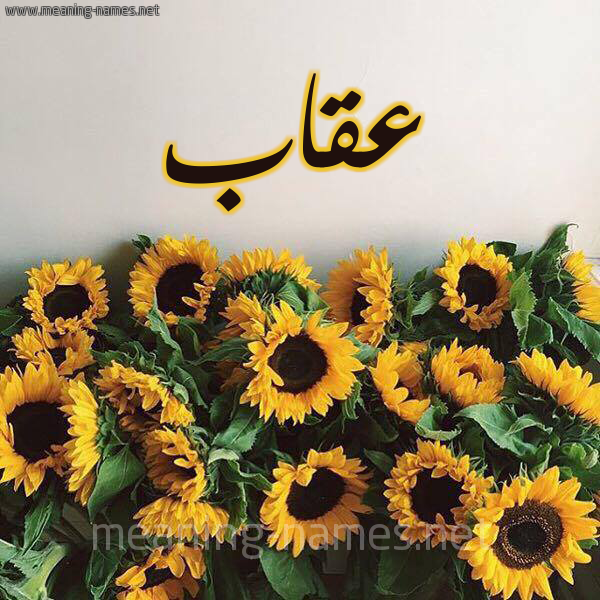 صورة اسم عقاب Eqab شكل 17 صوره دوار الشمس للإسم بخط رقعة