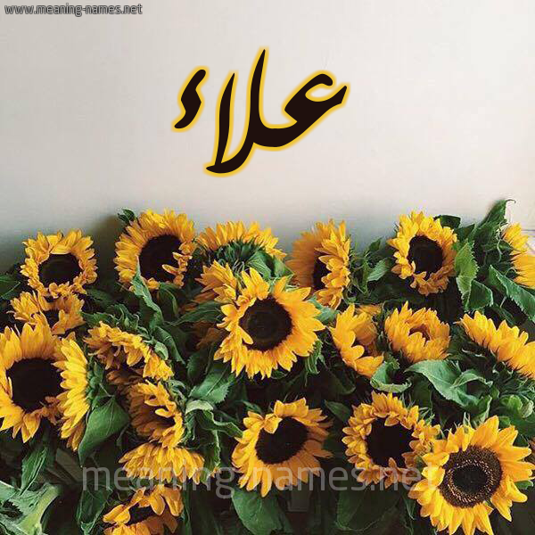 صورة اسم علاء Alaa شكل 17 صوره دوار الشمس للإسم بخط رقعة