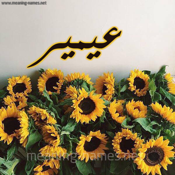 صورة اسم عيمير Amir شكل 17 صوره دوار الشمس للإسم بخط رقعة