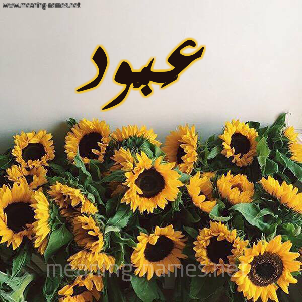 صورة اسم عَبُّود AABOOD شكل 17 صوره دوار الشمس للإسم بخط رقعة صورة اسم عَبُّود AABOOD شكل 17 صوره دوار الشمس للإسم بخط رقعة