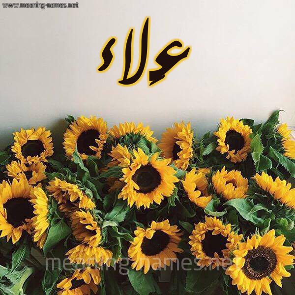 صورة اسم عَلاء Alaa شكل 17 صوره دوار الشمس للإسم بخط رقعة