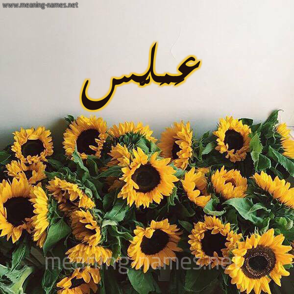 صورة اسم عَمَلَّس AAMALAS شكل 17 صوره دوار الشمس للإسم بخط رقعة صورة اسم عَمَلَّس AAMALAS شكل 17 صوره دوار الشمس للإسم بخط رقعة
