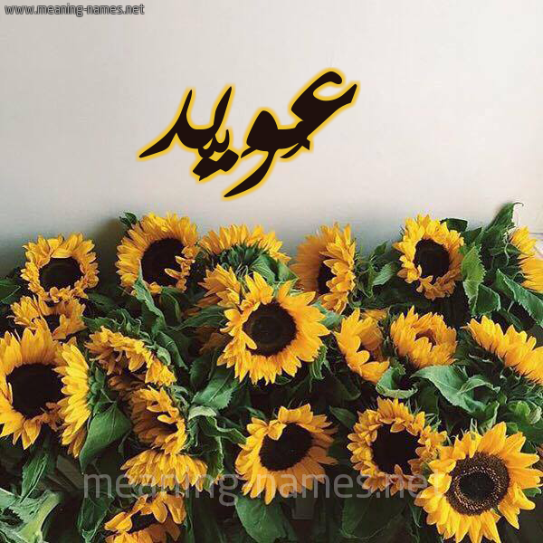 صورة اسم عُوَيِّد AOOAIED شكل 17 صوره دوار الشمس للإسم بخط رقعة صورة اسم عُوَيِّد AOOAIED شكل 17 صوره دوار الشمس للإسم بخط رقعة