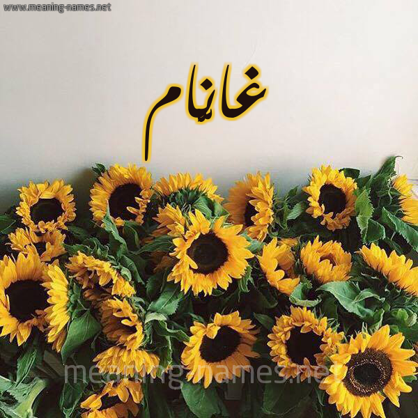 صورة اسم غانَّام Ghannam شكل 17 صوره دوار الشمس للإسم بخط رقعة صورة اسم غانَّام Ghannam شكل 17 صوره دوار الشمس للإسم بخط رقعة