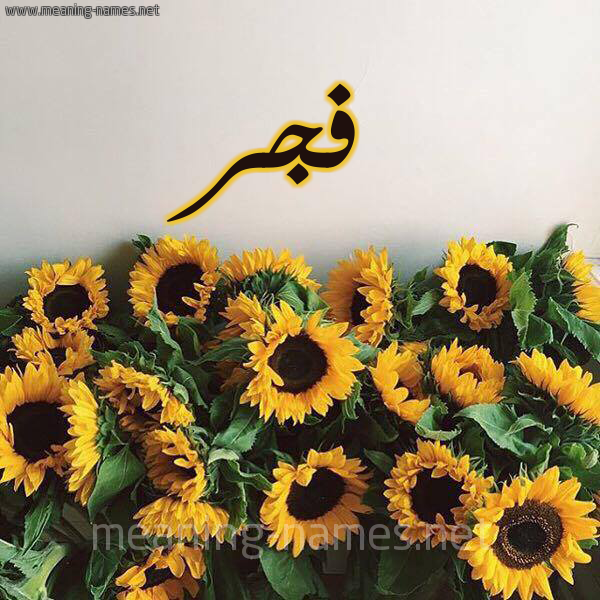 صورة اسم فجر Fajr شكل 17 صوره دوار الشمس للإسم بخط رقعة