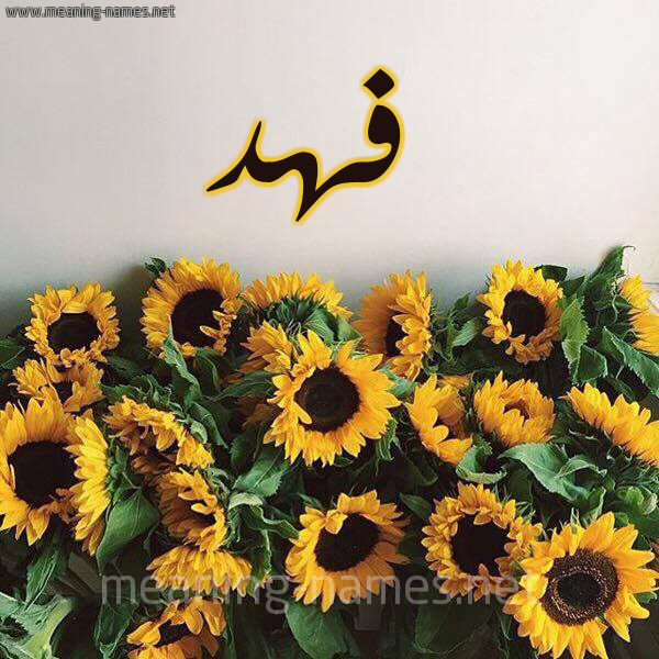 صورة اسم فهد Fahd شكل 17 صوره دوار الشمس للإسم بخط رقعة