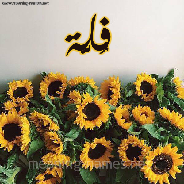 شكل 17 صوره دوار الشمس للإسم بخط رقعة صورة اسم فُلَّة FOLAH شكل 17 صوره دوار الشمس للإسم بخط رقعة صورة اسم فُلَّة FOLAH