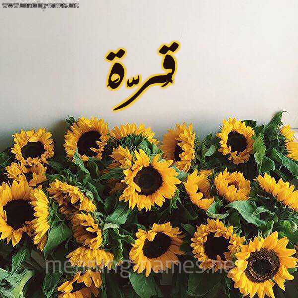 صورة اسم قُرَّةَ QORAHA شكل 17 صوره دوار الشمس للإسم بخط رقعة صورة اسم قُرَّةَ QORAHA شكل 17 صوره دوار الشمس للإسم بخط رقعة