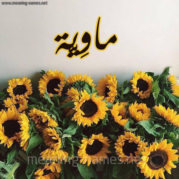 صورة اسم ماوِيَّة MAOEIAH شكل 17 صوره دوار الشمس للإسم بخط رقعة صورة اسم ماوِيَّة MAOEIAH شكل 17 صوره دوار الشمس للإسم بخط رقعة