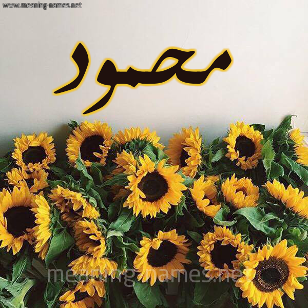 صورة اسم محمود Mahmoud شكل 17 صوره دوار الشمس للإسم بخط رقعة