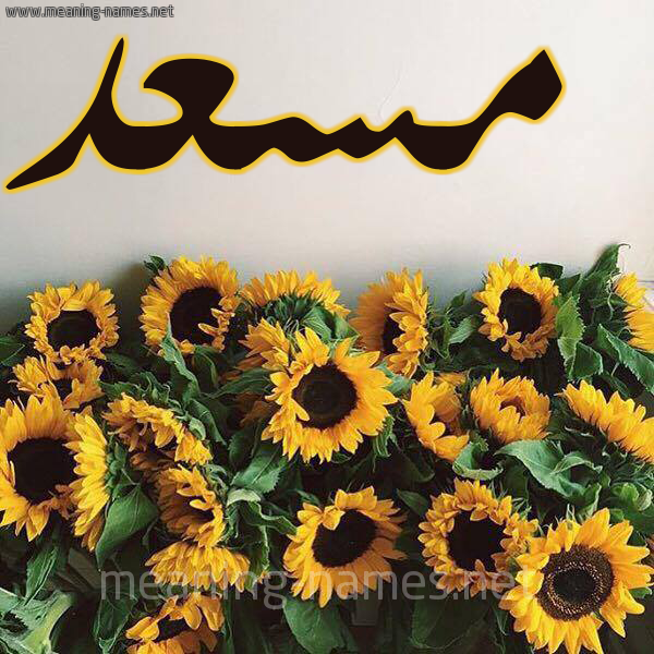 صورة اسم مسعد Mosad شكل 17 صوره دوار الشمس للإسم بخط رقعة