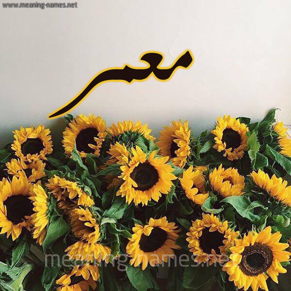 صورة اسم معمر Moamr شكل 17 صوره دوار الشمس للإسم بخط رقعة
