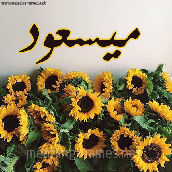 صورة اسم ميسعود Massoud شكل 17 صوره دوار الشمس للإسم بخط رقعة