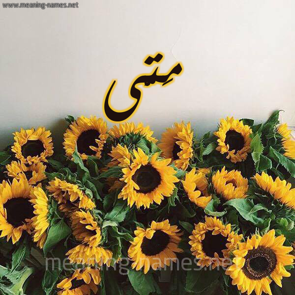 صورة اسم مَتَّى MATAA شكل 17 صوره دوار الشمس للإسم بخط رقعة صورة اسم مَتَّى MATAA شكل 17 صوره دوار الشمس للإسم بخط رقعة