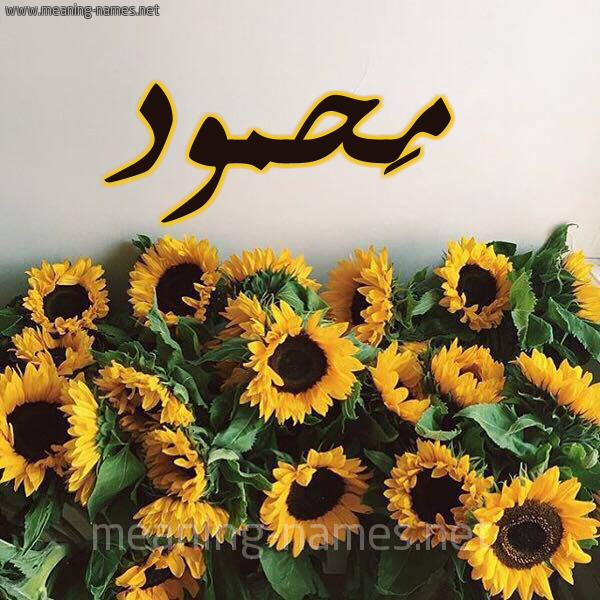 صورة اسم مَحمود Mahmoud شكل 17 صوره دوار الشمس للإسم بخط رقعة
