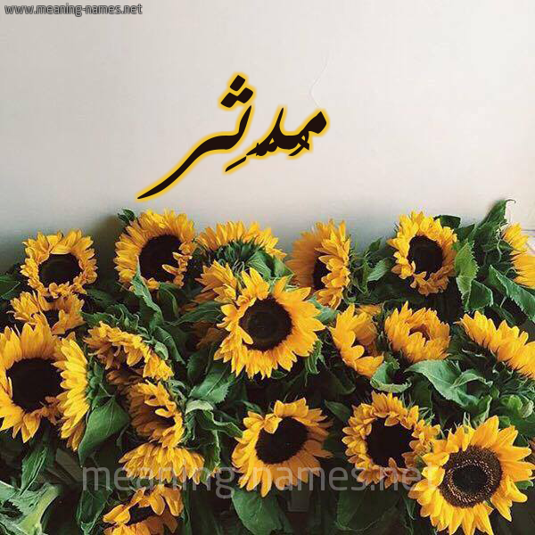 صورة اسم مُدَّثِر MODATHER شكل 17 صوره دوار الشمس للإسم بخط رقعة صورة اسم مُدَّثِر MODATHER شكل 17 صوره دوار الشمس للإسم بخط رقعة