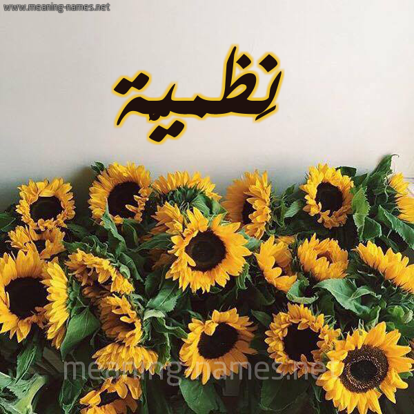 صورة اسم نَظميَّة NAZMIAH شكل 17 صوره دوار الشمس للإسم بخط رقعة صورة اسم نَظميَّة NAZMIAH شكل 17 صوره دوار الشمس للإسم بخط رقعة